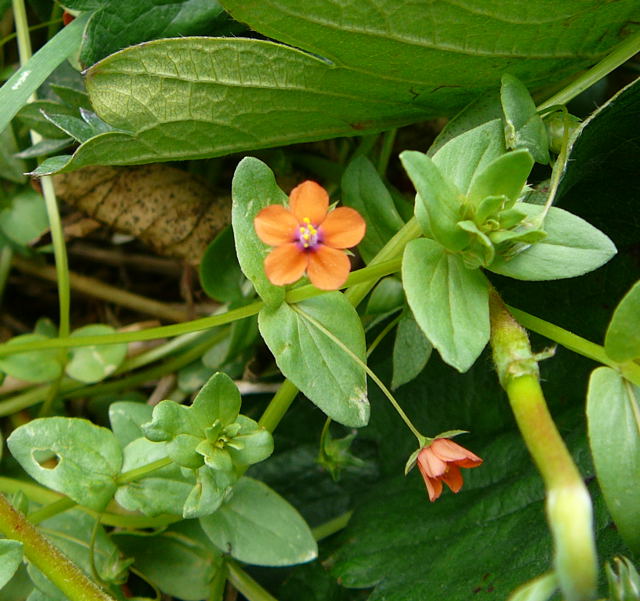 Acker-Gauchheil Juni 09 Huett und Viernheimer Wald 041