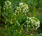 Acker-Hellerkraut kl.