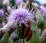 Acker-Kratzdistel kl.
