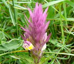 Acker-Wachtelweizen kl.