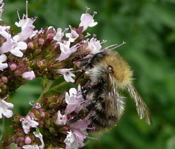 Ackerhummel kl.
