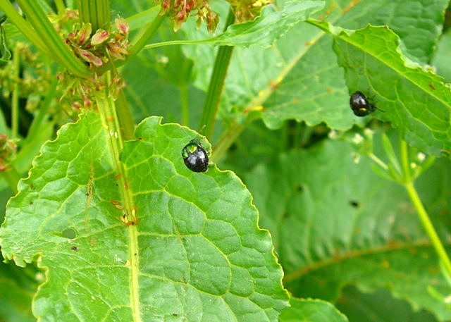 Ampfer-Blattkäfer - Gastrophysa viridula Juni 09 Huett und Viernheimer Wald 108 Ampfer-Blattkäfer - Gastrophysa viridula Juni 09 Huett und Viernheimer Wald 108