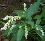 Ampfer-Knöterich kl. Ampfer-Knöterich kl.