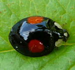 Asiatischer Marienkfer Mai 2010 kl.