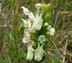 Aufrechter Ziest kl.