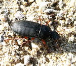 Behaarter Schnellufer (Harpalus rufipes) kl.