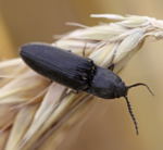 Behaarter Schnellkfer Hemicrepidius cf. niger-kl.