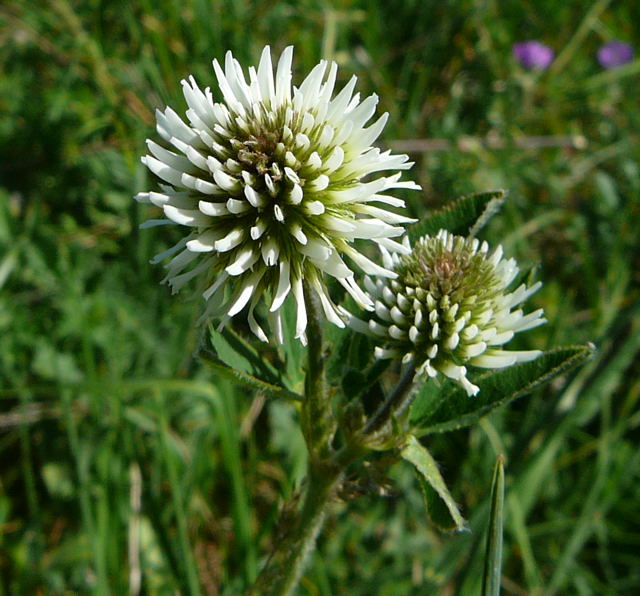 Berg-Klee Trifolium montanum Mai 2011 Bensheim Zell und Gronau Orchideen 090