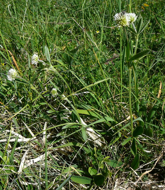 Berg-Klee Trifolium montanum Mai 2011 Bensheim Zell und Gronau Orchideen 091