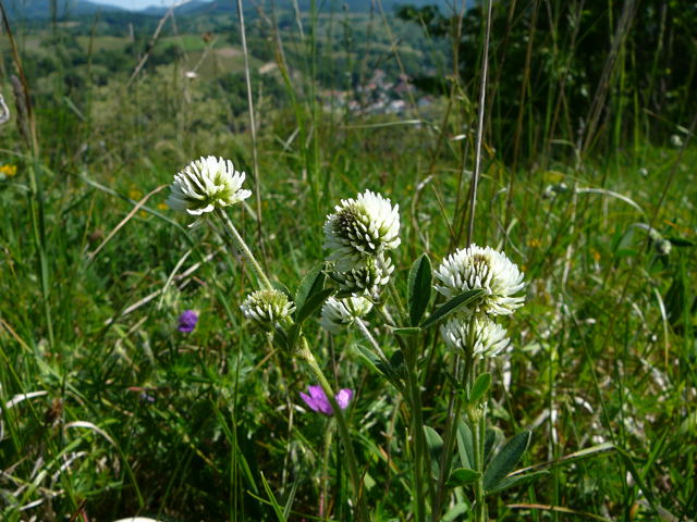 Berg-Klee Trifolium montanum Mai 2011 Bensheim Zell und Gronau Orchideen 092