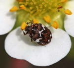 Bibernellen-Bltenkfer kl.