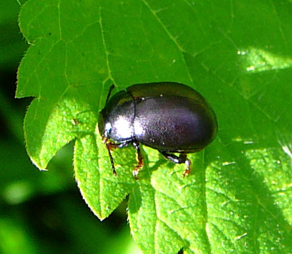 Blattkäfer Chrysolina sturmi Sept 2010 Huett u. Viernheimer Glockenbuckel Insekten 047 Blattkäfer Chrysolina sturmi Sept 2010 Huett u. Viernheimer Glockenbuckel Insekten 047