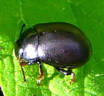 Blattkfer Chrysolina sturmi kl.