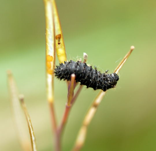 Blattkäferlarve Mai 09 Wildblumen & Insekten Viernheimer Wald-Mülldeponie 069 Blattkäferlarve Mai 09 Wildblumen & Insekten Viernheimer Wald-Mülldeponie 069