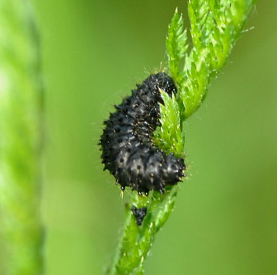 Blattkäferlarve Nikon Schmetterlinge u. Insekten Brachstück Richtung Lorsch 140a Blattkäferlarve Nikon Schmetterlinge u. Insekten Brachstück Richtung Lorsch 140a