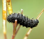 Blattkferlarve spec.1 kl.