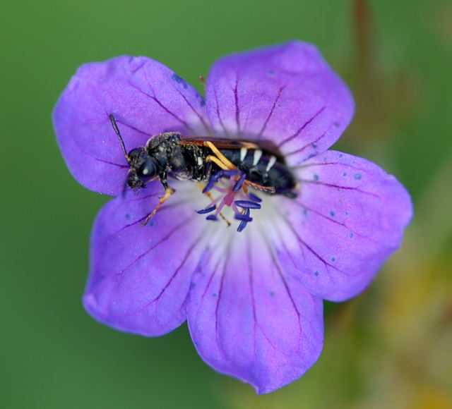 Blattwespe Elinora koehleri Weibchen Juni 09 Hoher Vogelsberg... 019