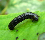 Blauer Erlenblattkfer (Agelastica alni) Larve2 kl.