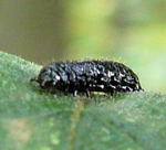 Blauer Erlenblattkfer (Agelastica alni) Larve kl.