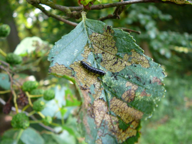 Blauer Erlenblattkfer (Agelastica alni) Larve Urlaub 2010 5.8.bei Silberstedt Holstein  043