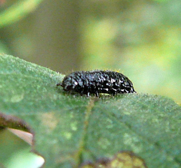 Blauer Erlenblattkäfer (Agelastica alni) Larve Urlaub 2010 5.8.bei Silberstedt Holstein 045 Blauer Erlenblattkäfer (Agelastica alni) Larve Urlaub 2010 5.8.bei Silberstedt Holstein 045