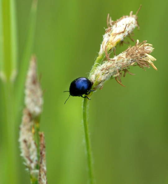 Blauer Erlenblattkäfer (Agelastica alni) Nikon 2008 (Dez07..Mai08) Wildblumen, Schmetterlinge 265 Blauer Erlenblattkäfer (Agelastica alni) Nikon 2008 (Dez07..Mai08) Wildblumen, Schmetterlinge 265