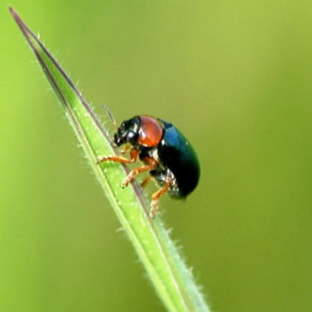 Blauer Langbeinkfer 450