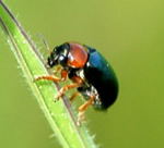 Blauer Langbeinkfer kl.