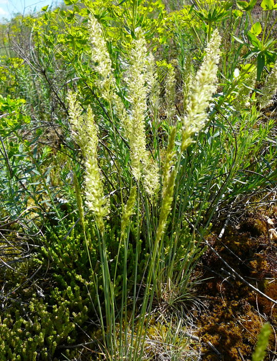 Blaugrnes Schillergras (Koeleria glauca) Mai 2008 Htt-Lorsch 018