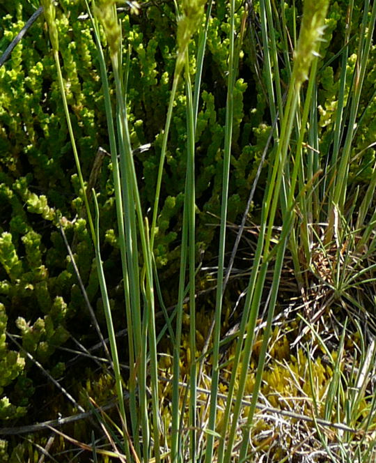 Blaugrnes Schillergras (Koeleria glauca) Mai 2008 Htt-Lorsch 018a