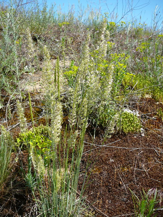 Blaugrnes Schillergras (Koeleria glauca) Mai 2008 Htt-Lorsch 022