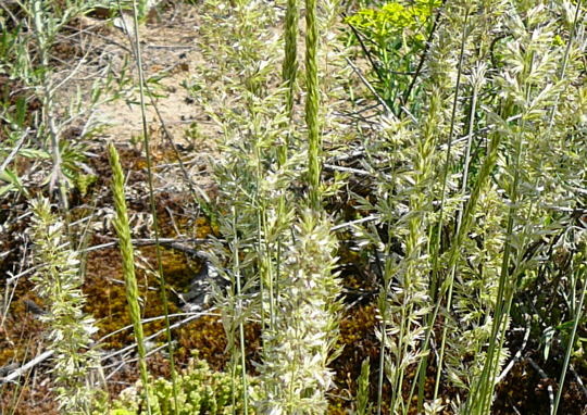 Blaugrnes Schillergras (Koeleria glauca) Mai 2008 Htt-Lorsch 022a