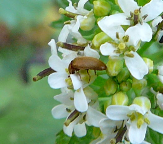 Bltenfresser Byturus ochraceus April 2010 Viernheimer Heide + Garten 009a