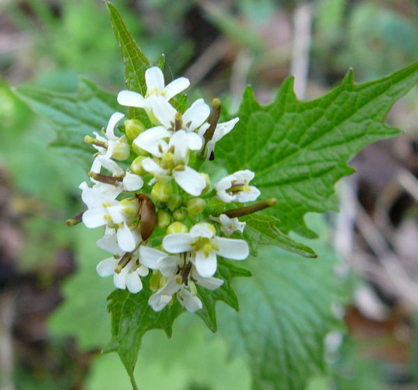 Bltenfresser Byturus ochraceus April 2010 Viernheimer Heide + Garten 010