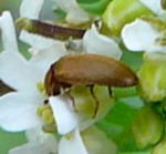 Bltenfresser Byturus ochraceus kl.