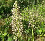 Bocksriemenzunge kl.