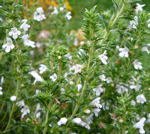 Bohnenkraut (Satureja hortensis kl.