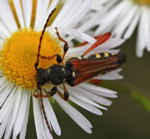 Braunrtliche Spitzdeckenbock kl.