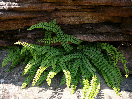BraunstieligerStreifenfarn (Asplenium trichomanes) Juni 2008 Annweiler Trifels Naturpark Pflzer Wald 023