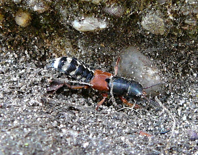 Bunter Kurzflgler (Platydracus cf. stercorarius) August 2010 Huett 088