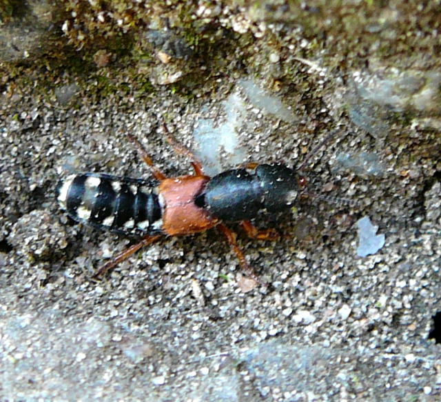 Bunter Kurzflgler (Platydracus cf. stercorarius) August 2010 Huett 091