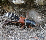 Bunter Kurzflgler (Platydracus cf. stercorarius) kl.
