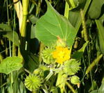 Chinesische Samtpappel oder Lindenblttrige Schnmalve (Abutilon theophrasti) kl.