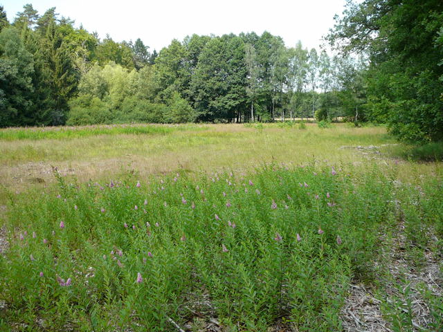 Douglas-Spierstrauch (Spirea douglasii) Urlaub 2010 7.8.Lueneburger Heide 019