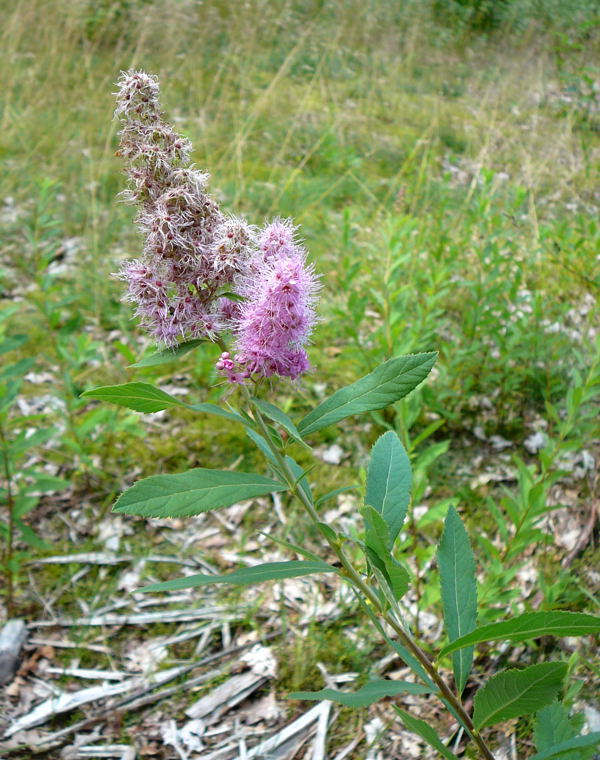 Douglas-Spierstrauch (Spirea douglasii) Urlaub 2010 7.8.Lueneburger Heide 021