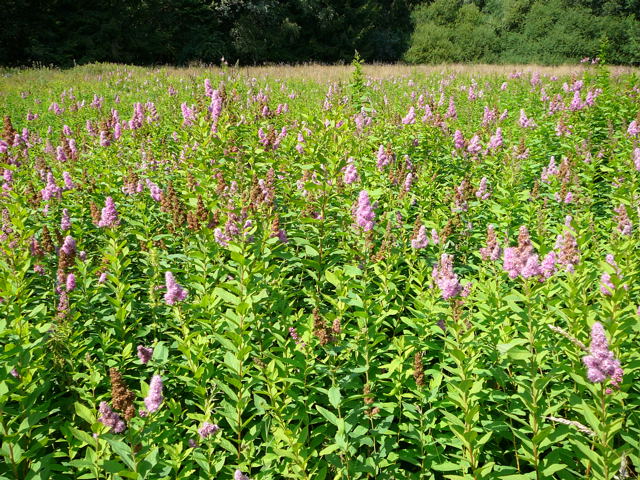 Douglas-Spierstrauch (Spirea douglasii) Urlaub 2010 7.8.Lueneburger Heide 026