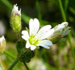 Dunkles Zwerg-Hornkraut kl.