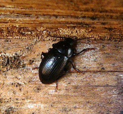 Dsterkfer Nalassus laevioctostriatus 400