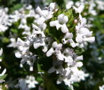 EchterThymian Thymus vulgaris kl.