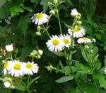 Einjhriges Berufskraut kl.